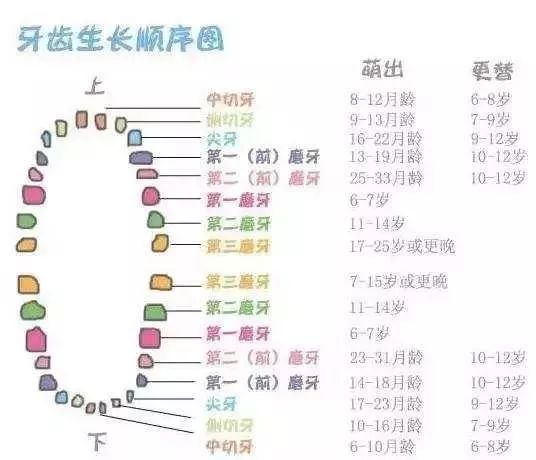                     哎呀，娃就这么几颗小乳牙，早晚都得换掉，还刷什么刷哟？