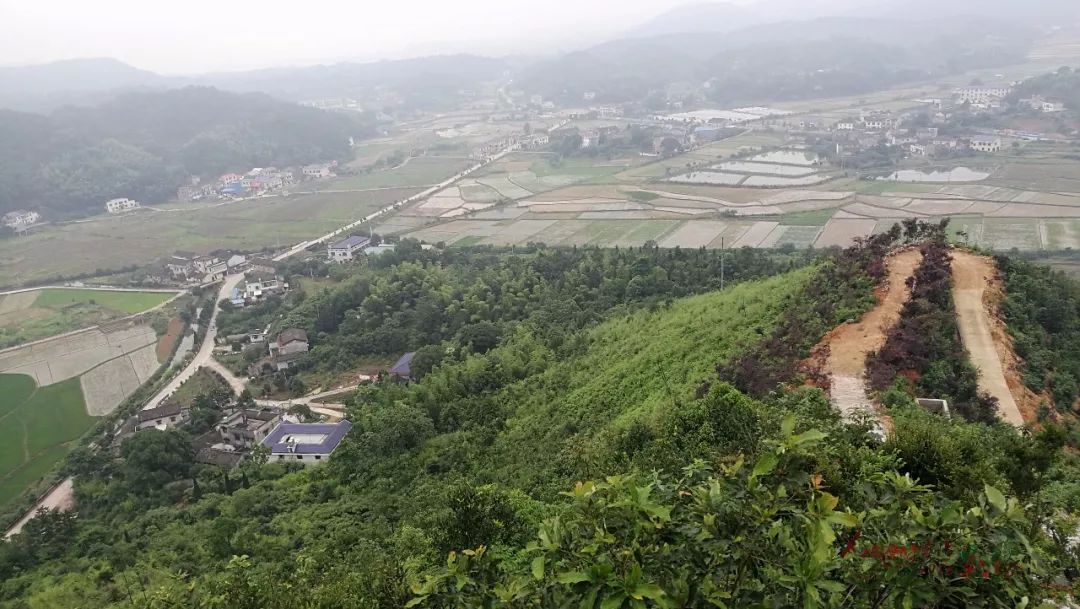 韶山湘韵【红林花海】 | 红林尽染杨林山 来年杨林花更红