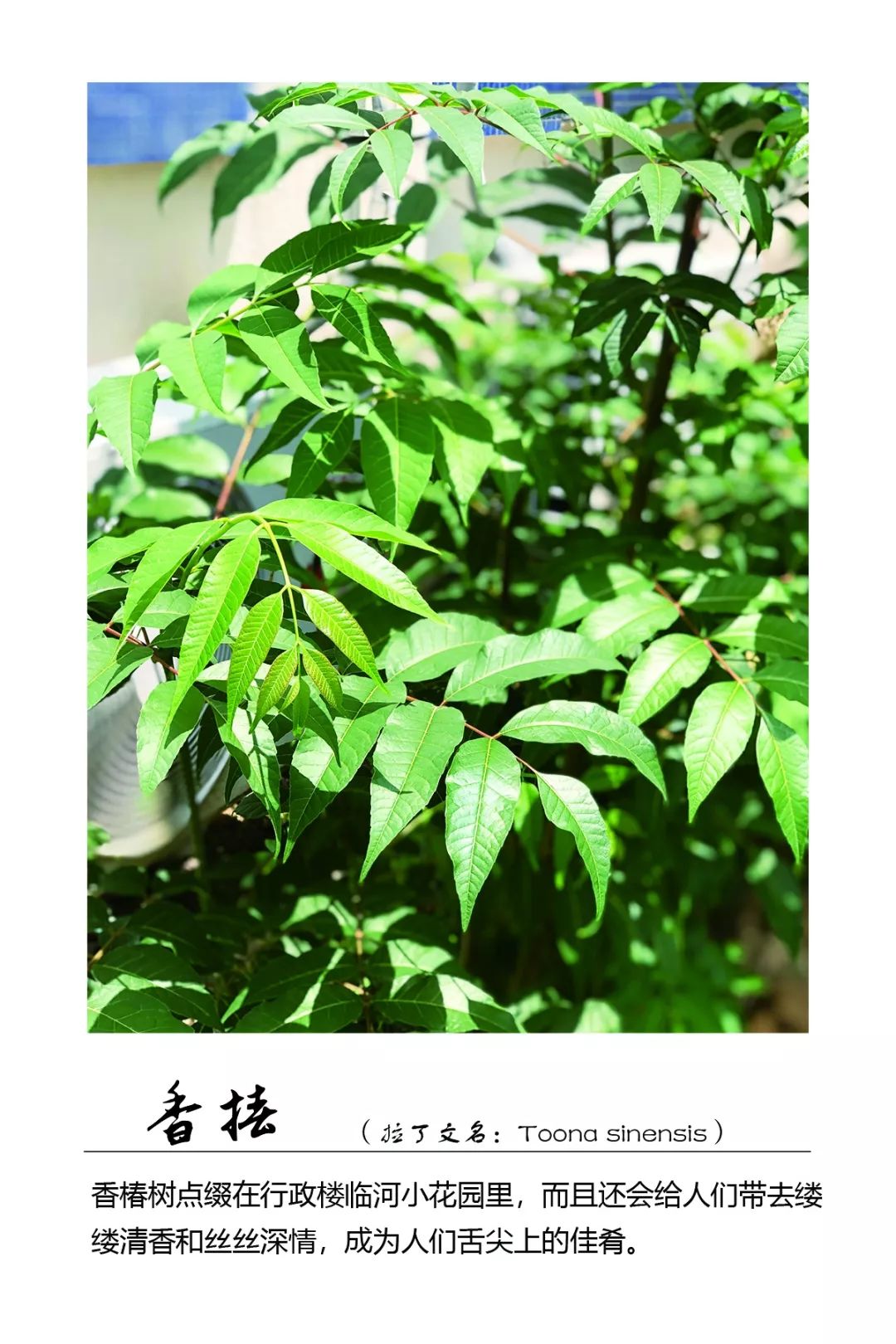 香椿又名香椿芽,香桩头,大红椿树,椿天等,在安徽地区也有叫春苗.