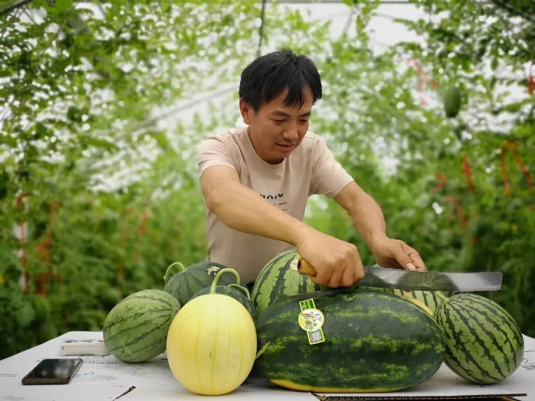 冰淇淋西瓜,"绝版"马铃瓜,苹果西瓜……平湖竟