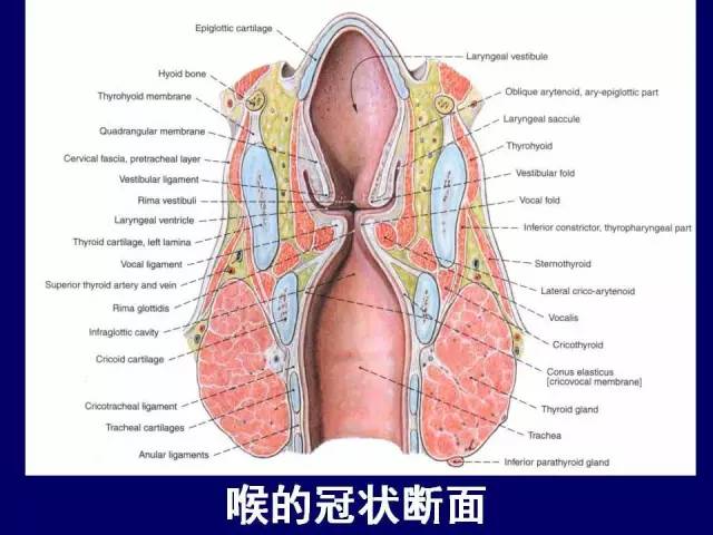 必点收藏 | 高清版颈部断层解剖