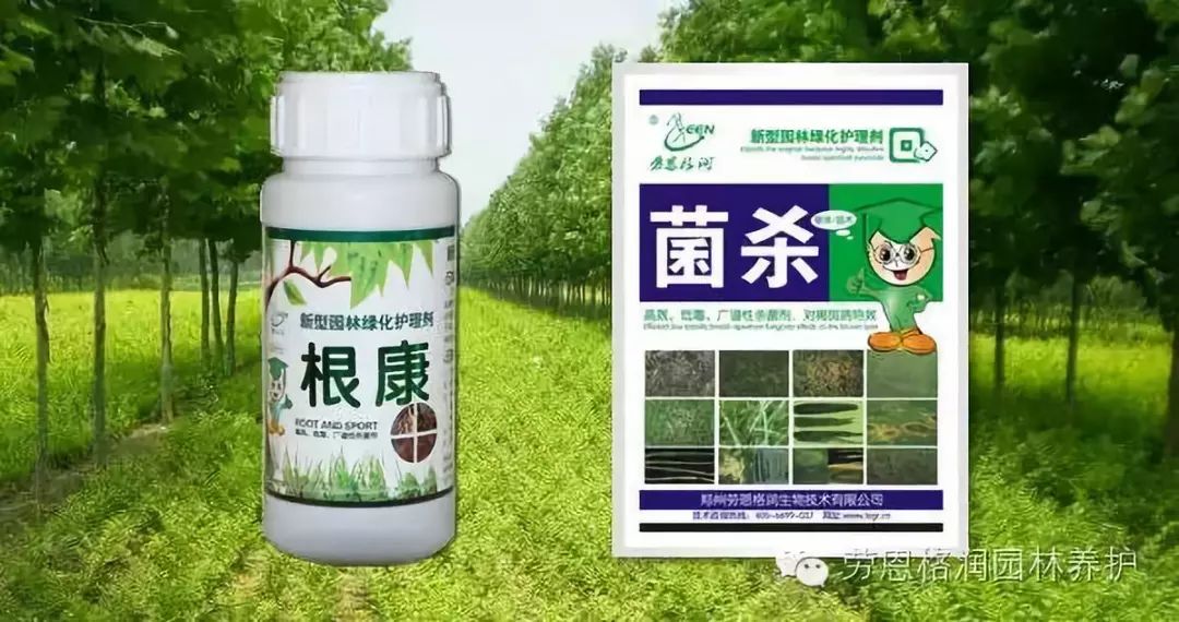 可使用菌杀600倍液复配根病全除2500倍液或根康600倍液在病株根部浇灌