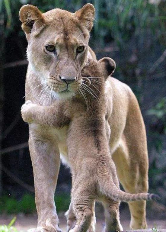 动物的七情六欲,绝了!看完还想看!