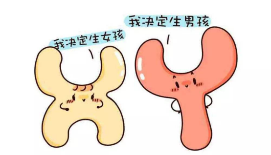 科学家最新发现,人类的y染色体正在消失,未来还会有男性吗?