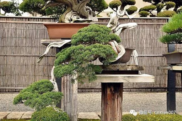 世界盆景大师木村正彦的盆景集_日本