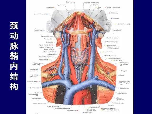 必点收藏 | 高清版颈部断层解剖
