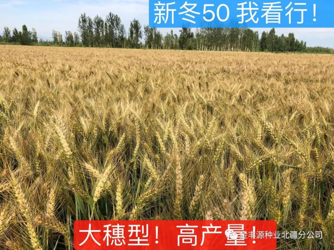 【敬请关注】 有一个大穗,粒满,铁杆,高产的小麦新星! 新冬50!