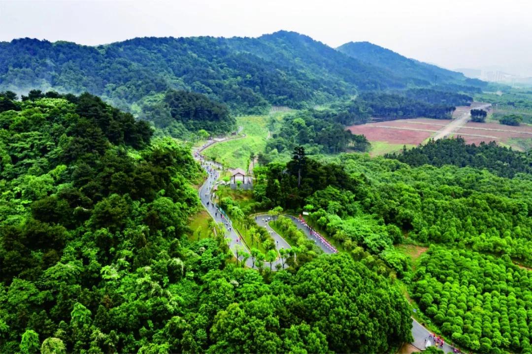 会场)暨第六届环江夏徒步大会在江夏纸坊环山绿道八分山脚下圆满落幕