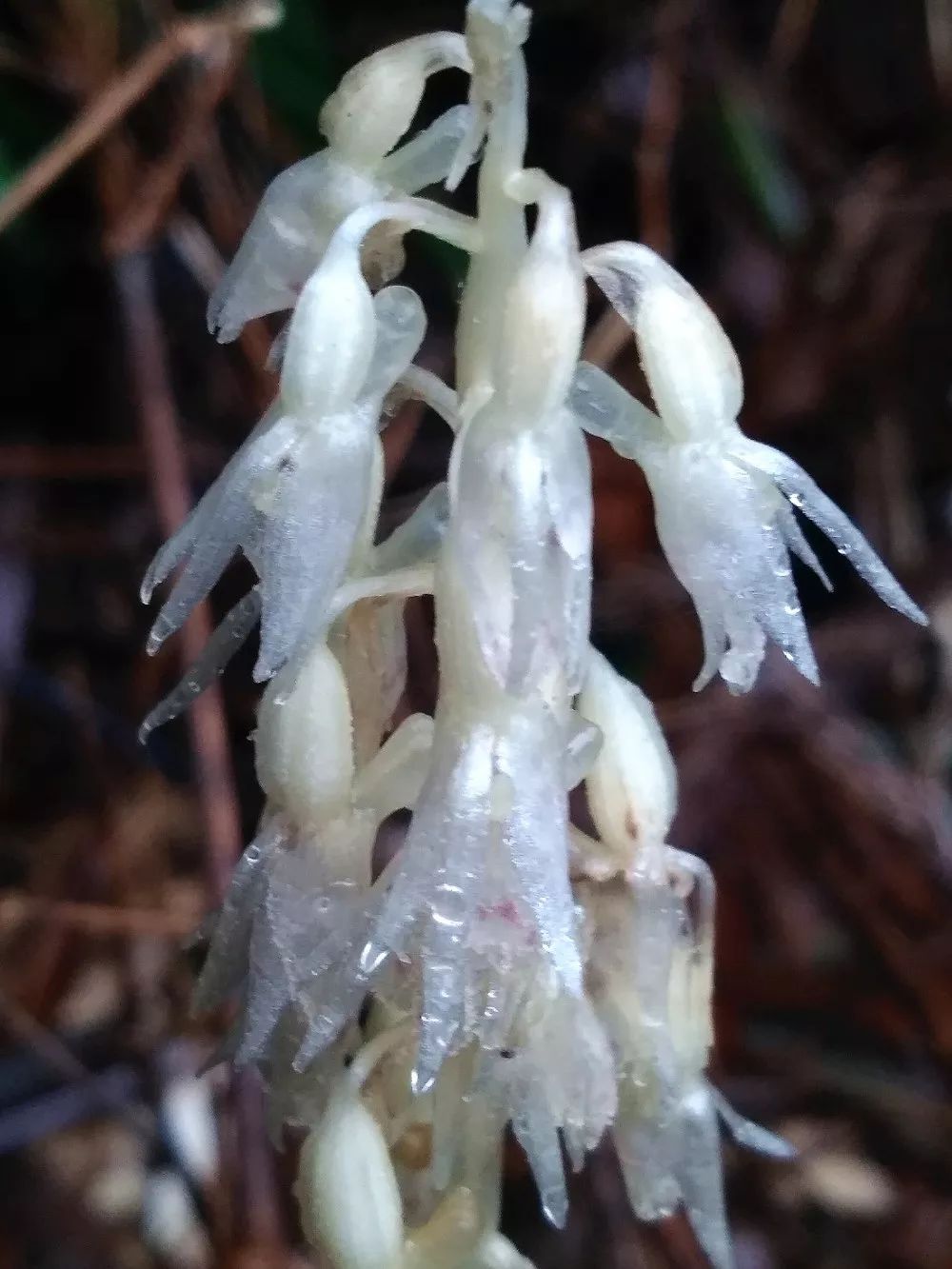 莽山发现湖南新记录珍稀兰花虎舌兰