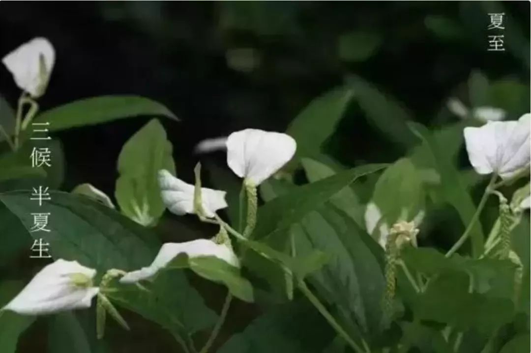 夏至到鹿角解蝉始鸣半夏生