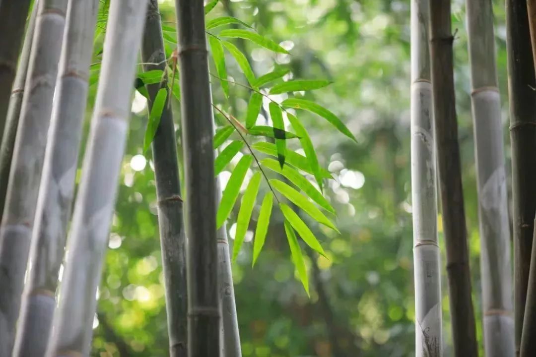 082 燕居即事 唐·韦应物 萧条竹林院,风雨丛兰折.
