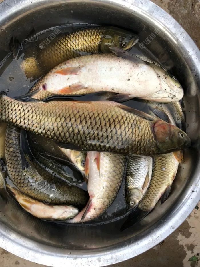 浅谈钓草鱼小技巧,饵料战果不同凡响