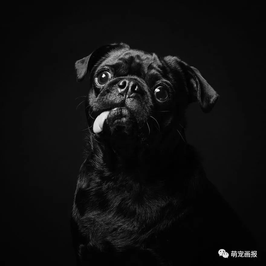 攝影師為收留所的黑色狗狗們拍攝美照，輔助他們更輕易地被領養 寵物 第1張
