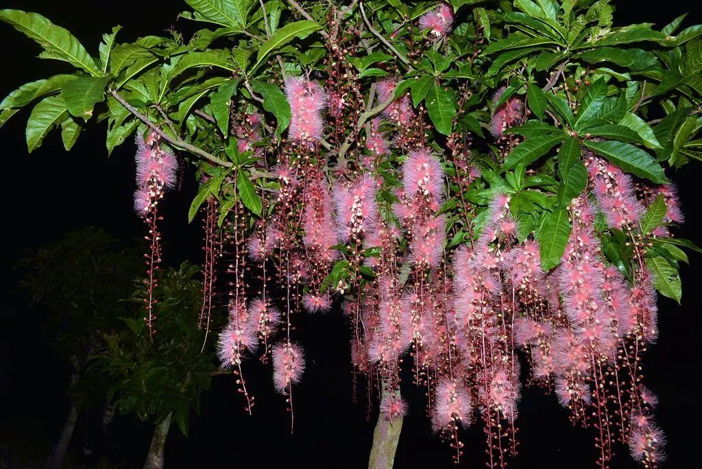 每日一花穗花棋盘脚一般在夜晚开花如同焰火