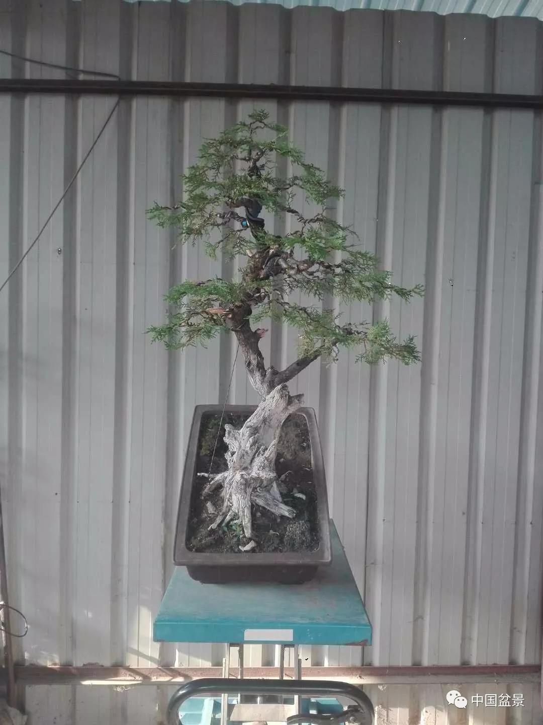 侧柏盆景,净化空气,寓意美好——一棵侧柏的改作过程