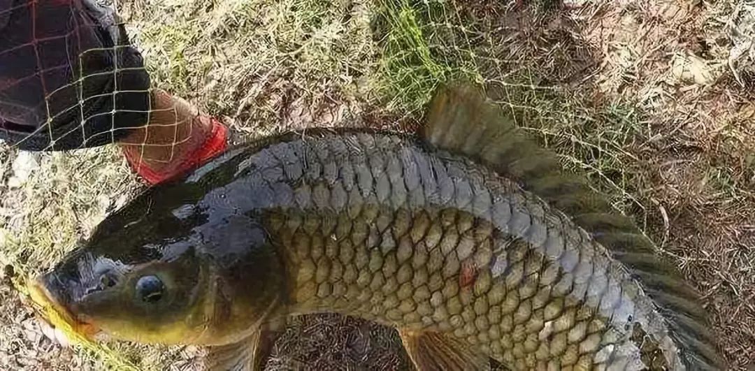 夏季钓鱼超实用的饵料配方,我用了2年,每次渔获不少!