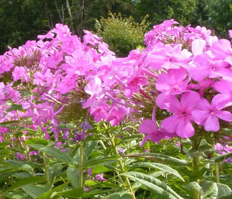 如何修剪杜鹃开败的花 1246250c6d7d4c3897cc2e77d73d4012.jpeg