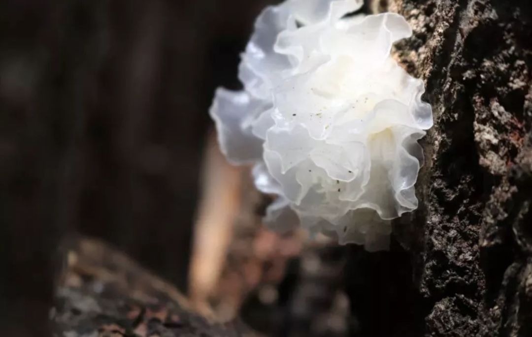 林生记美食推荐 | 养生系列之精选林生记雪耳花_银耳