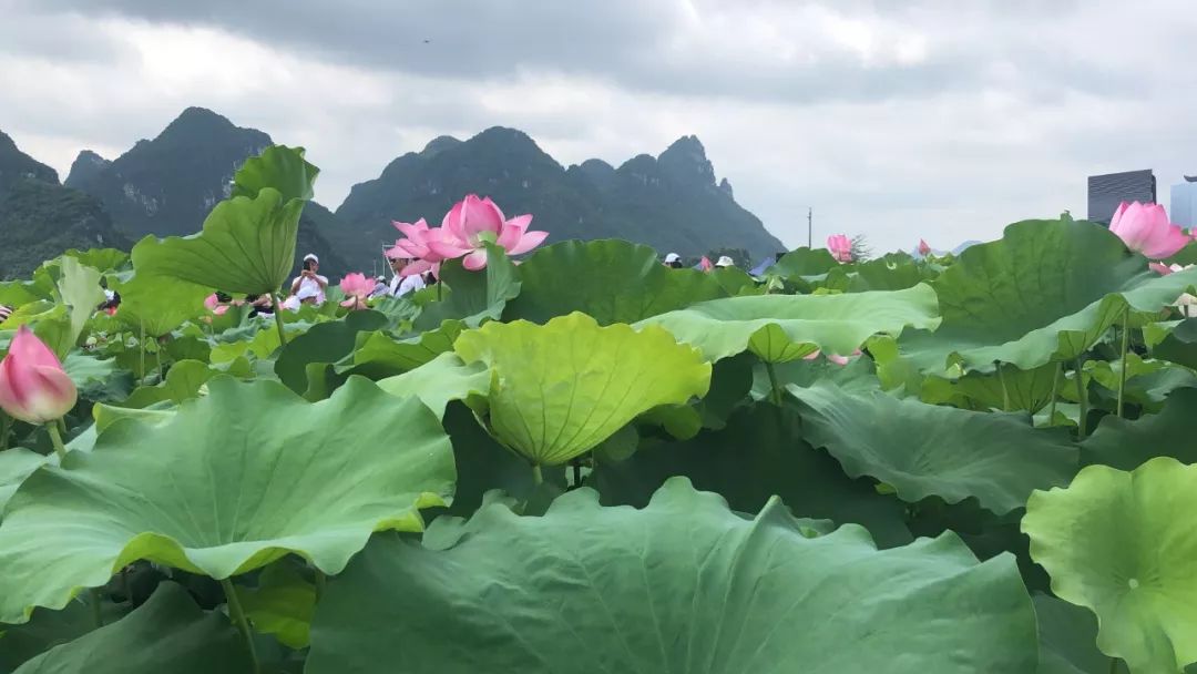 庆祝新中国成立70周年在百朋镇下伦荷花景区正式启动今天 2019年第八