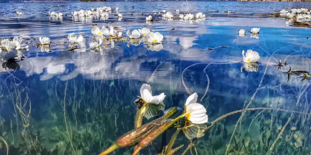 泸沽湖的"水性杨花"爆火,名字很浪花很仙,关键还很好吃?