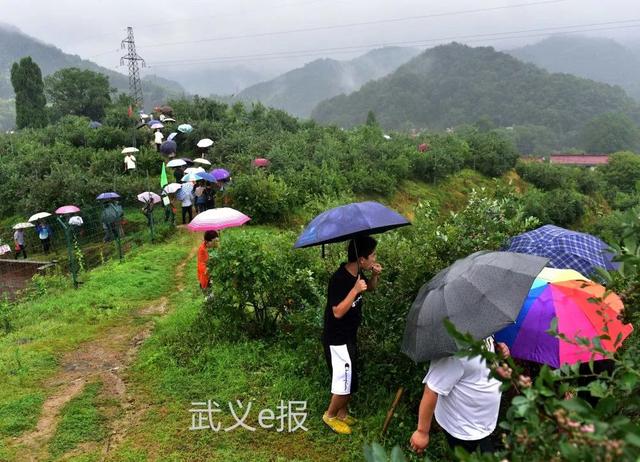 大田乡这场蓝莓盛宴邀你一起来品尝