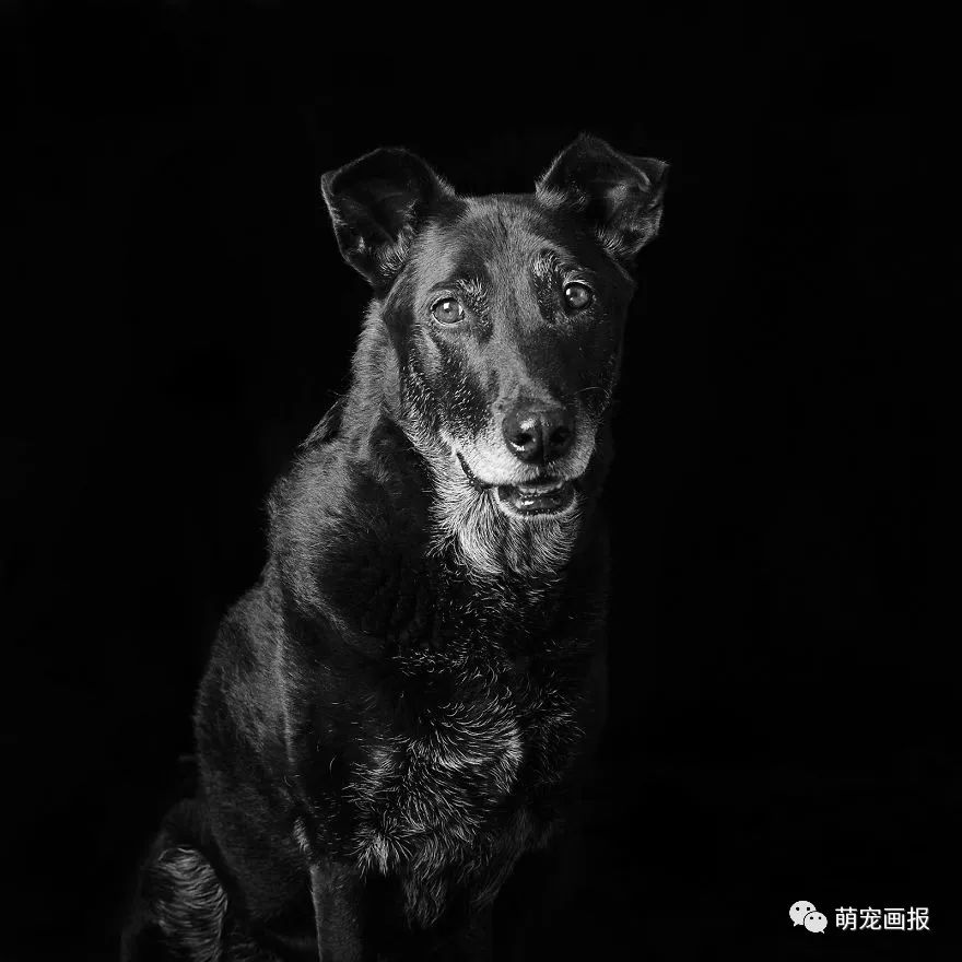 攝影師為收留所的黑色狗狗們拍攝美照，輔助他們更輕易地被領養 寵物 第8張