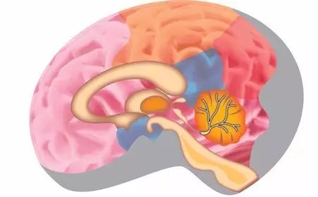 吃什么东西能让大脑快速兴奋 52e6ce5d4d5648a6a60fecfa97789904.jpeg