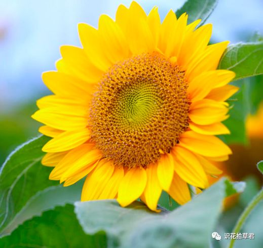 夏天适合种什么花 10种耐高温最美花卉 种植