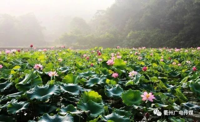 花海灼灼,一池默默香,衢州的荷花美如画.