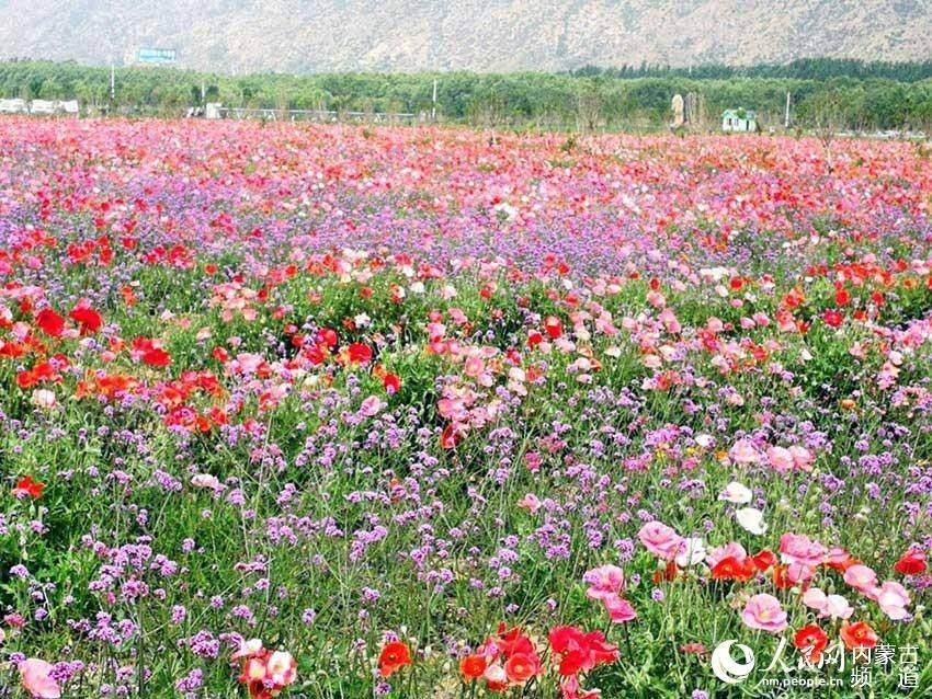 七彩花海迎接八方来客