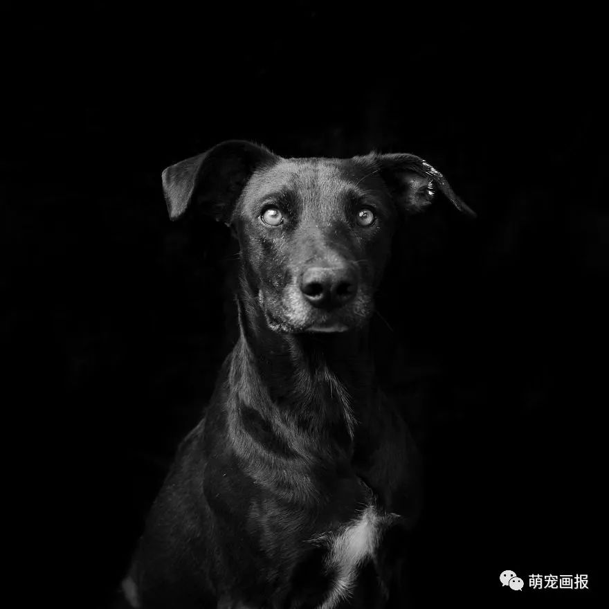 攝影師為收留所的黑色狗狗們拍攝美照，輔助他們更輕易地被領養 寵物 第3張