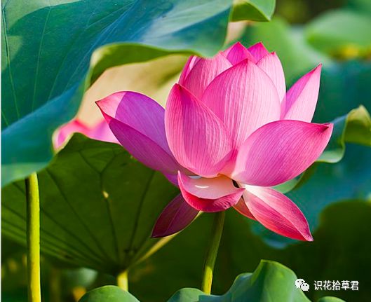 夏天适合种什么花 10种耐高温最美花卉 种植