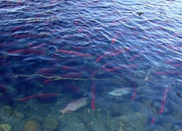 原创它生活在清澈的山川河流中是一生都在旅行的鱼