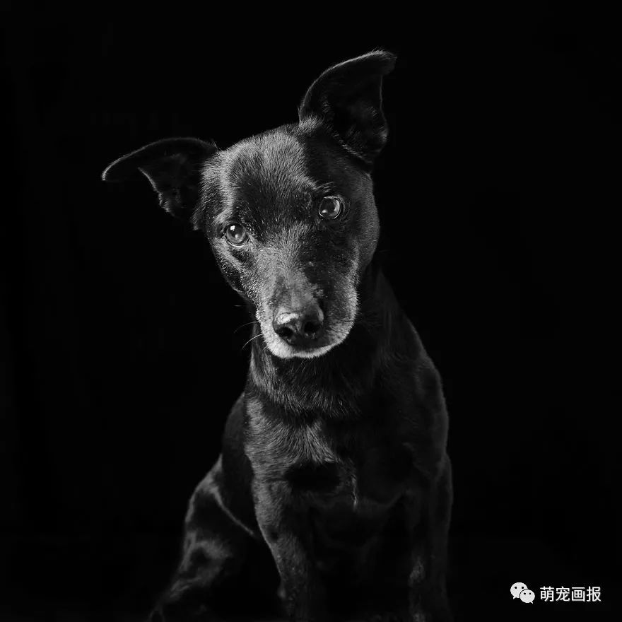 攝影師為收留所的黑色狗狗們拍攝美照，輔助他們更輕易地被領養 寵物 第5張
