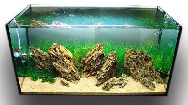 好看的鱼缸造景图片 61a11080fd864b9fa0e4cd042717a274.jpeg