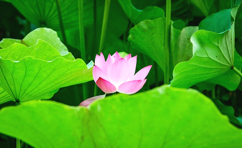 荷花的特点 625fe894204f40a3808f4e535653c411.jpeg