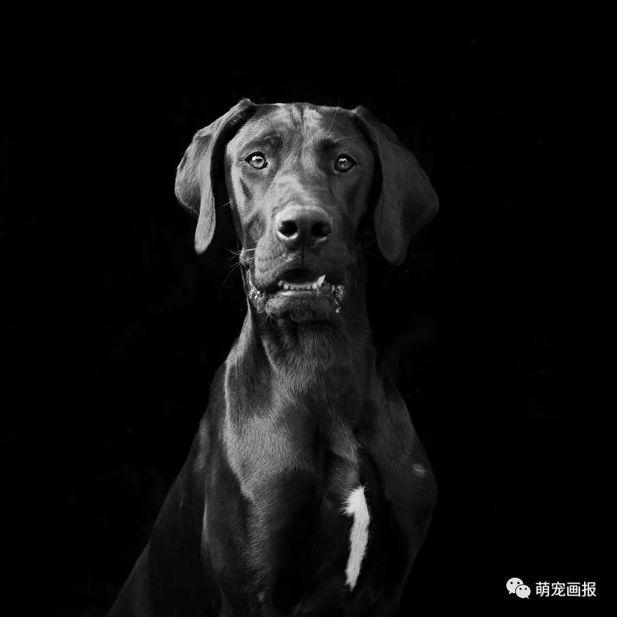攝影師為收留所的黑色狗狗們拍攝美照，輔助他們更輕易地被領養 寵物 第2張