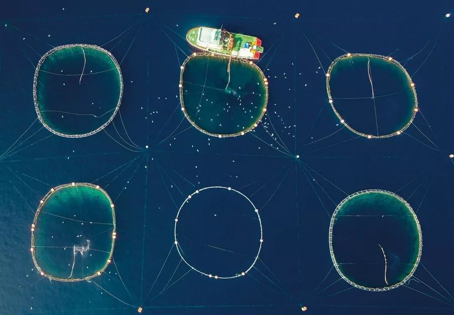 全人工蓝鳍金枪鱼养殖:日本近畿大学30年跋涉