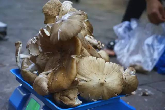 斗鸡公学名鸡枞,又名斗鸡菇,鸡脚菇,伞把菇等, 但是在仁寿,我们喊"