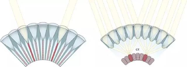 飞蛾为何扑火?真正原因可能只有飞蛾自己知道