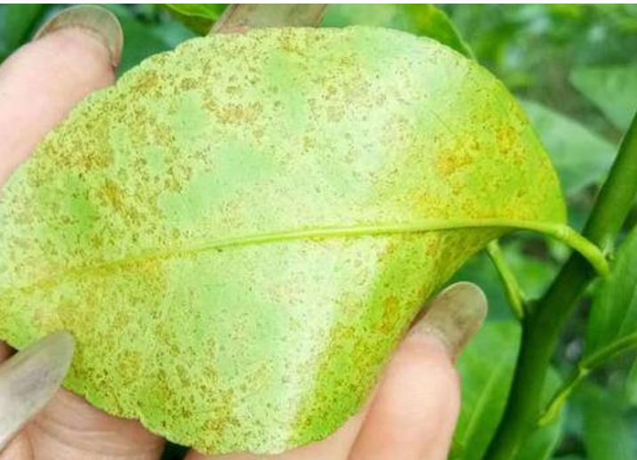 夏季柑橘8种常见病虫害附高清图谱及最新防治方案供果农参考