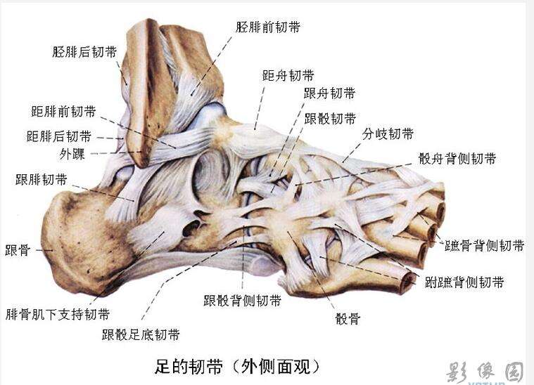 脚断筋怎么办