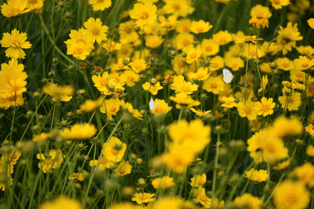威海夏日绝美花海!70万株金鸡菊盛放迎宾,持续一整个夏天
