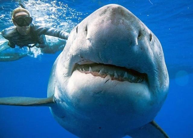 全球最大的大白鲨,长度能赶上一辆大巴