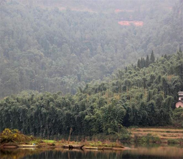 富顺县彭庙镇现代竹产业基地建设初见成效