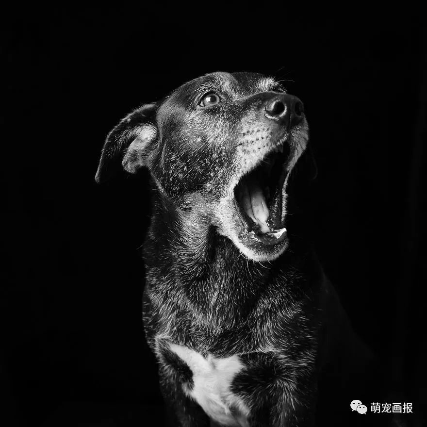 攝影師為收留所的黑色狗狗們拍攝美照，輔助他們更輕易地被領養 寵物 第10張