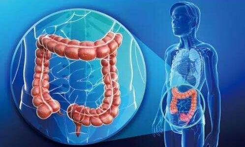 夏季保护肠胃，就是保护免疫系统？教你如何正确吃饭，避免肠胃病:肠胃免疫系统