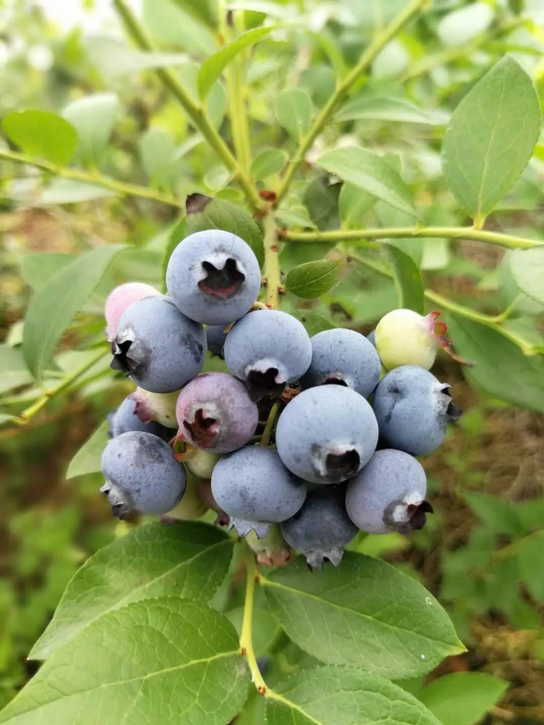 ps:永州茶花村蓝莓园,86亩,已种植四年,现有差不多五千斤蓝莓滞销,一