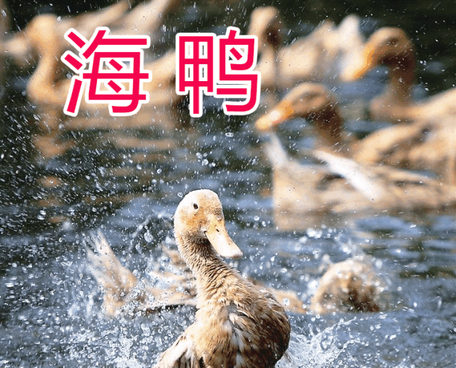 沙园 沙园出现了“新物种”，好多人排着队去拍这只“海鸡”，据说是韩国人养的
