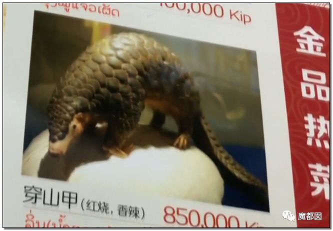 悲愤想哭！无辜的中华穿山甲终将功能性灭绝！